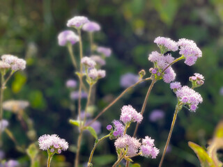 Flower purple or violet color in garden