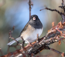 bird, Junco, birds