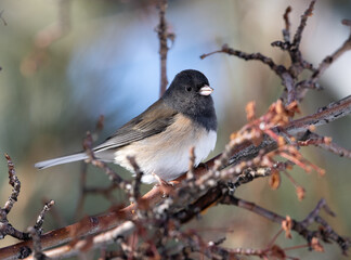 bird, Junco, birds