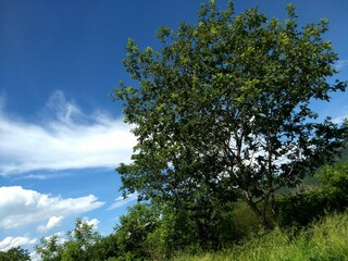 tree and sky