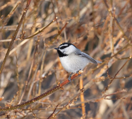 Mountain Chickadee, chickadee, bird