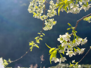 Flower white color in garden
