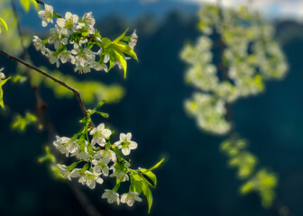 Obraz premium Flower white color in garden