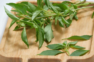 Kemangi or Basil (Lemon basil or Thai Basil) spice herb plant