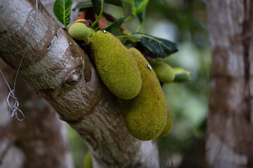 jackfruit tree in the garden
