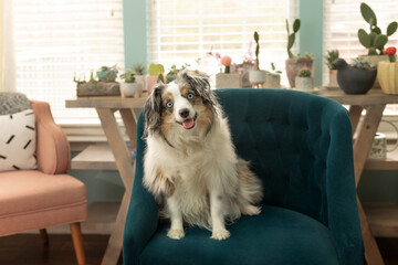 beautiful mini aussie smiling with plants behind