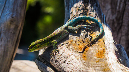 Lagartija chilena