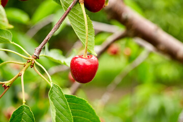 Single Ripe Red Cherry on Tree