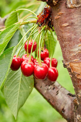 Close Up of Group of Ripe Red Cherries on Tree