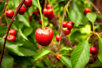 Fresh Red Cherries on the Branch