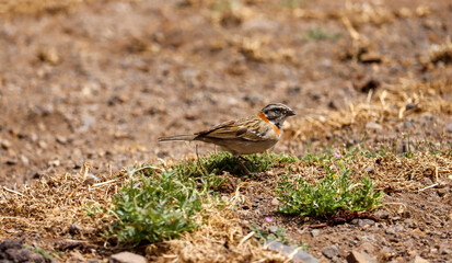 Charming Rufous-collared Sparrow (Zonotrichia capensis chilensis) Perched in Nature