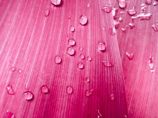 Closeup of pink plant leaves with water drops