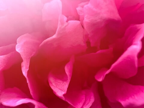 Close up pink rose petals reflecting sunlight, Valentine’s Day symbol 