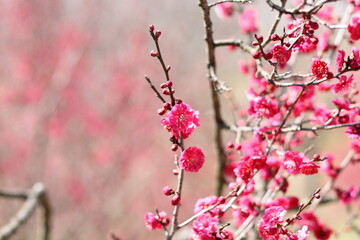 鮮やかな梅の花