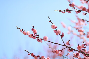 ピンクの梅と爽やかな青空