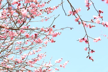 青空に映える梅の花