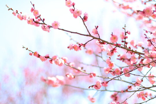 可憐な花 の画像 43 5 件の Stock 写真 ベクターおよびビデオ Adobe Stock