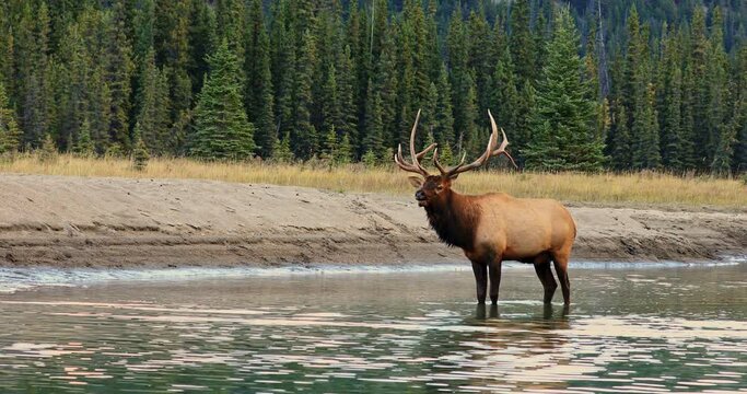 Bull Elk in rutting season making bugling dominant sounds while standing in shallow creek