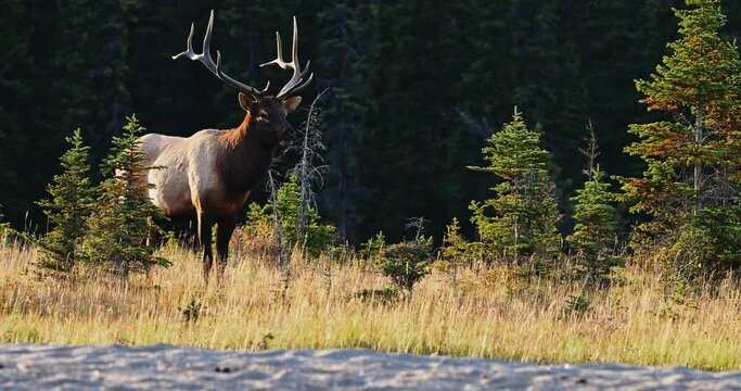 Male Elk with large antlers standing in sunny open woodland in Canada