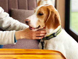 犬の首をなでる女性の手