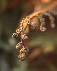 close up of a caterpillar