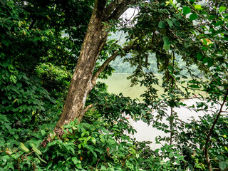 Fototapeta premium dense trees in the forest with a lake behind it 