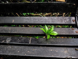 a plant that grows between the seats of the black chair
