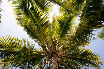 Palm tree with coconuts seen from the ground