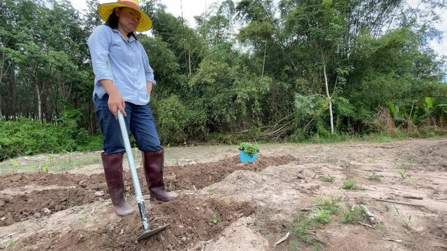 Gardener woman digging long lines of soil to prepare vegetables, natural farming lifestyle concept