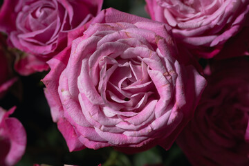 beautiful pink floral background close-up macro