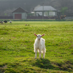 Obraz premium Cute baby goat on green meadow at sunny day.