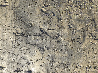 Footprints in the sand on the beach, mud, dirt. The marked steps of different animals such as birds, dogs and humans. Feet imprinted on the cool ground illuminated by sunlight.