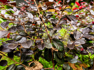 dark leaf background, dark purple mixed with dark purple
