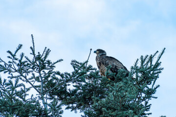 close up shot of a beautiful juvenile bold eagle resting on top of the pine tree under the cloudy sky