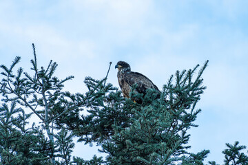 close up shot of a beautiful juvenile bold eagle resting on top of the pine tree under the cloudy sky