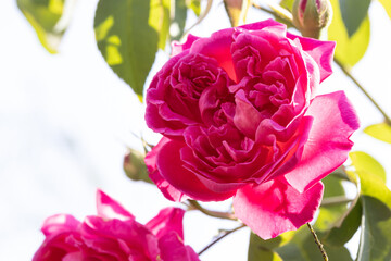 Pink rose blooming on tree have green leaves blurred as backdrop  from suitable for use background