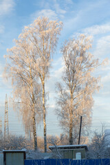 three white birches