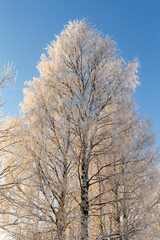 birch trees in cold day