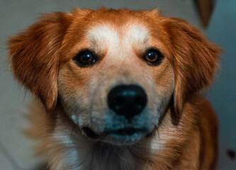 golden retriever puppy