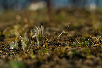 The snowdrops have dawned