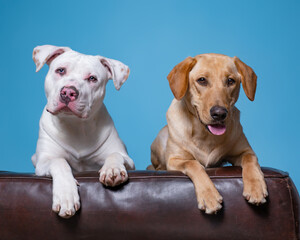 Fototapeta premium studio shot of a cute dog on an isolated background