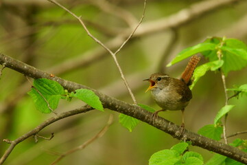 Winter Wren, Troglodytes troglodytes. Loud singing bird