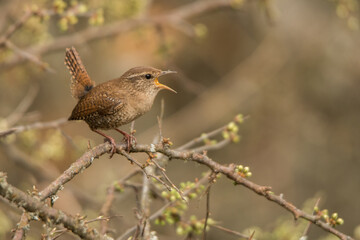 Winter Wren, Troglodytes troglodytes. Loud singing bird