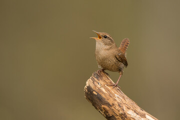 Winter Wren, Troglodytes troglodytes. Loud singing bird