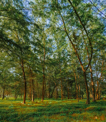 Naklejka premium Green pine trees scenery near a beach in Merang, Terengganu, Malaysia. 