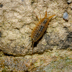 Marine Slater, Parsley Bay, NSW, December 2021