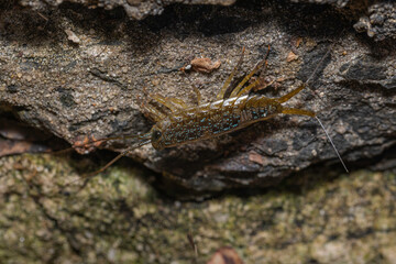 Marine Slater, Parsley Bay, NSW, December 2021