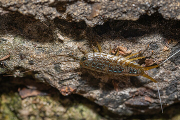 Marine Slater, Parsley Bay, NSW, December 2021