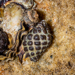 Mulberry Whelk, Parsley Bay, NSW, December 2021