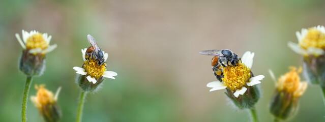 Yellow Bee collecting pollen at yellow flower flower on green natural garden Blur background, Bee flying over the yellow flower in blur background